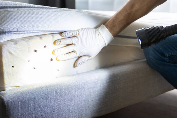 Best Mosquito Control Services  in Schuyler, NE