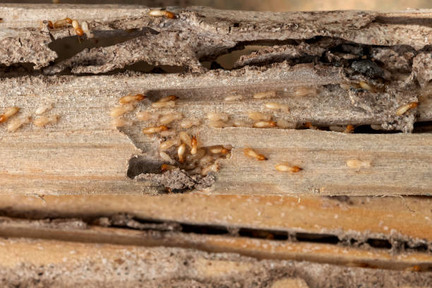 Pest Prevention Services in Schuyler, NE